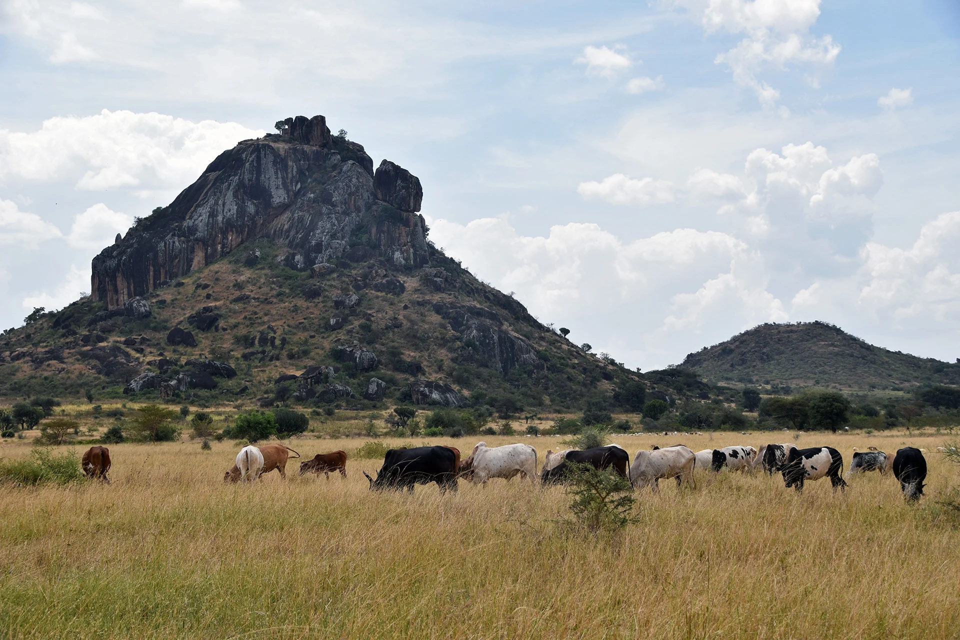 Uganda’s Battle with Cattle Raiders Divides Karamoja Communities